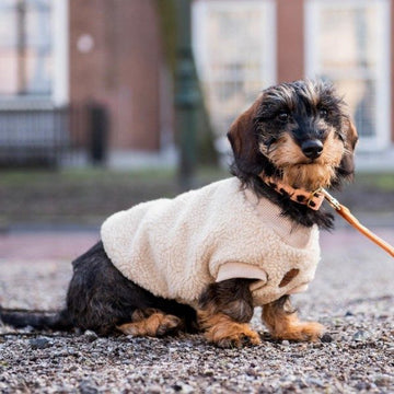 Floofs And Cookies Teddy // Soft dog sweater (beige)