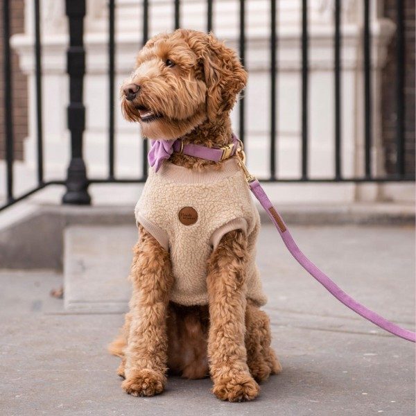 Floofs And Cookies Teddy // Soft dog sweater (beige)