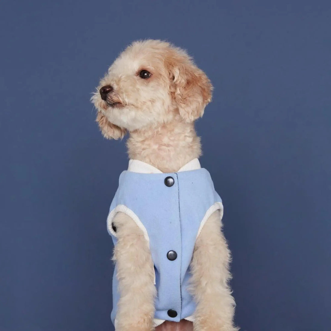 Francis Bomber // Waterproof & reversible dog jacket (blue)