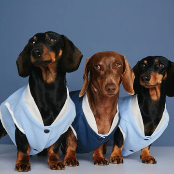 Francis Bomber // Vandtæt & vendbar hundejakke (blå)