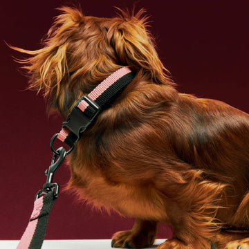 HAY Dogs Flat // Adjustable collar in soft nylon (red/blue) (Kopier)