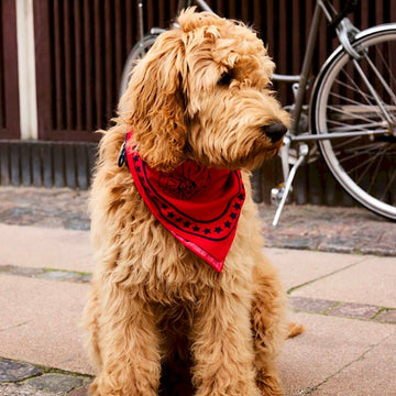 HAY Dogs Scarf // Cotton dog bandana (red/navy)