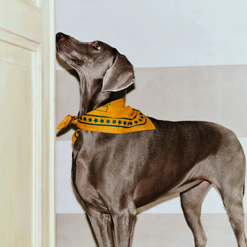 HAY Dogs Scarf // Cotton dog bandana (yellow/green)