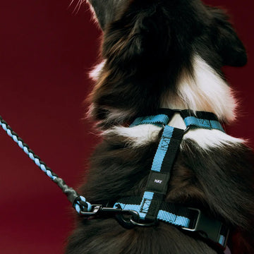 HAY Dogs Flat // Classic dog leash in recycled nylon (red/blue) (Kopier) (Kopier)