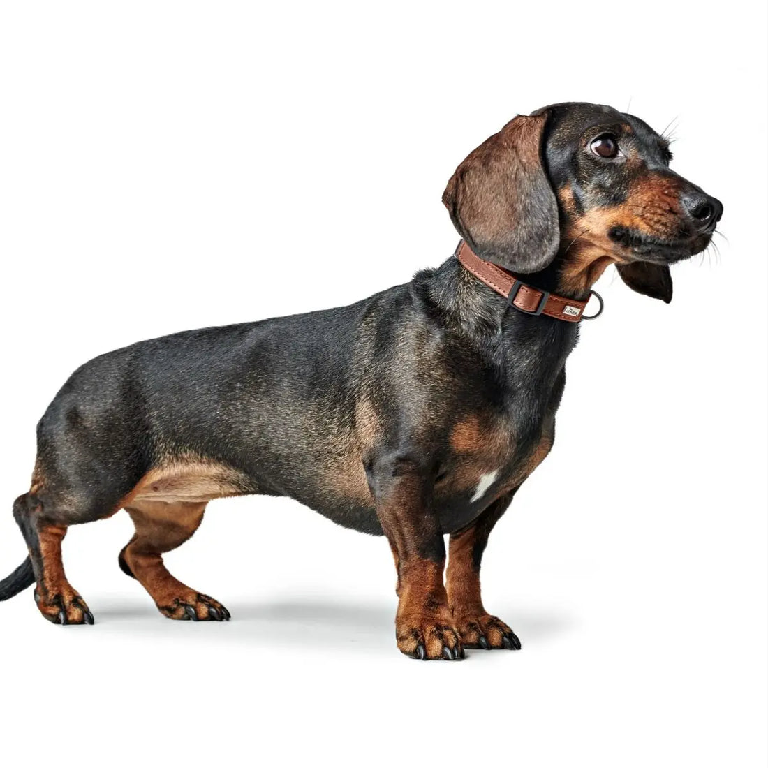 Hunter Canadian // Leather collar for puppies and small dogs (cognac)