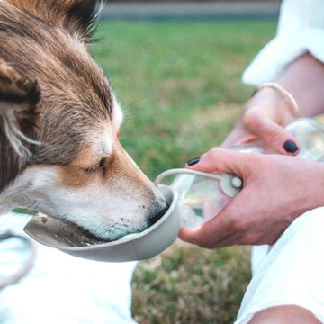 Hunter Travel // Drinking bottle for dogs