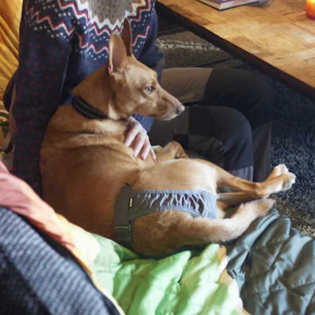 Hurtta Eco Diaper // Adjustable hygiene pants for dogs in heat (gray)