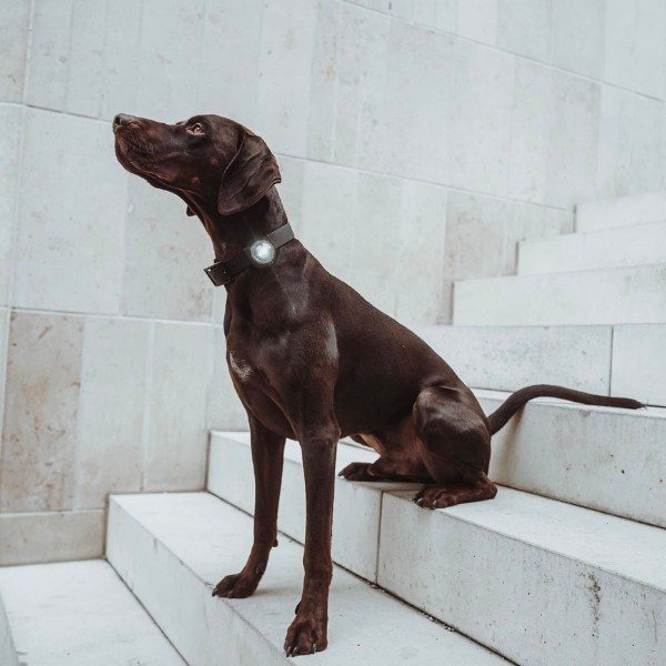 Orbiloc dog dual // Waterproof and impact-resistant dog light (white)