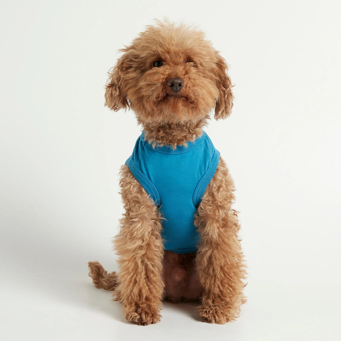 Imi Bodysuit // Dog sweater in organic cotton (blue)