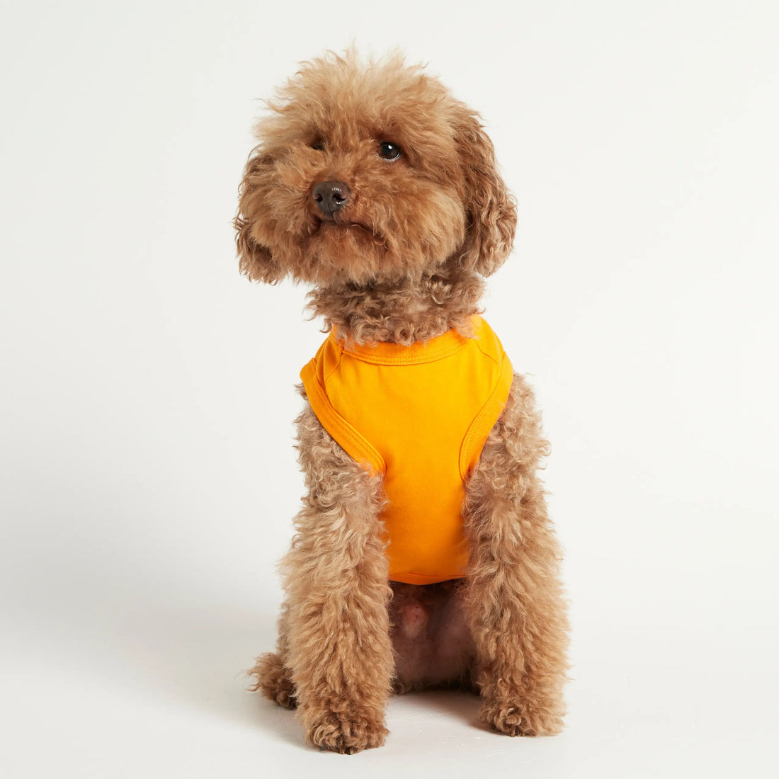 Imi Bodysuit // Dog sweater in organic cotton (orange)