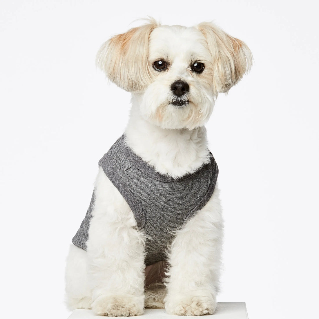 Josef Bodysuit // Dog sweater in organic cotton (gray) XS, S