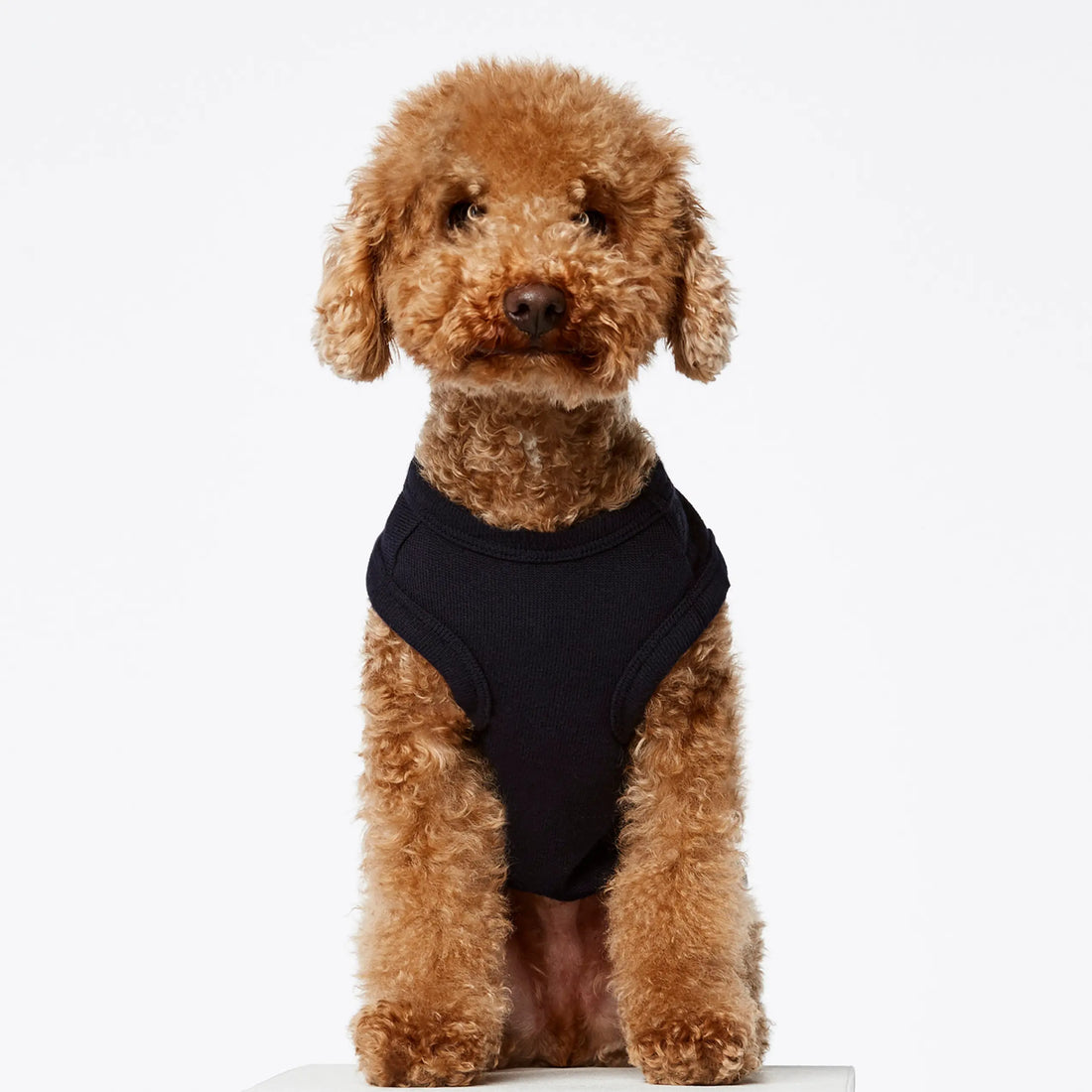 Josef Bodysuit // Dog sweater in organic cotton (navy) XS and XL