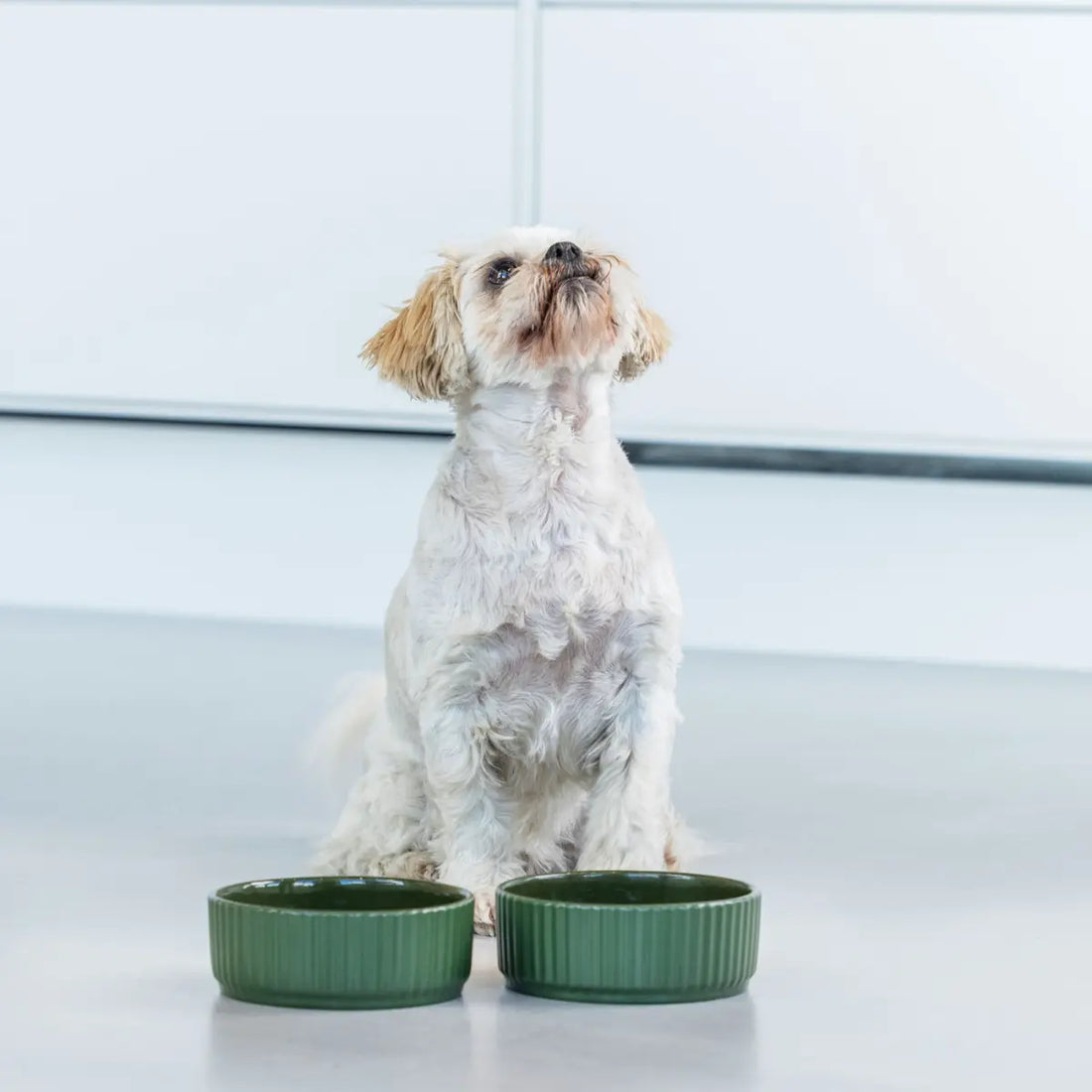 Dog Copenhagen Kronborg // Ceramic dog bowl (green)