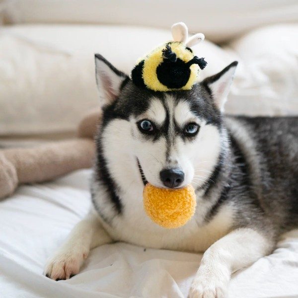Lambwolf Bee Pop // Activity toy with 'squeak'