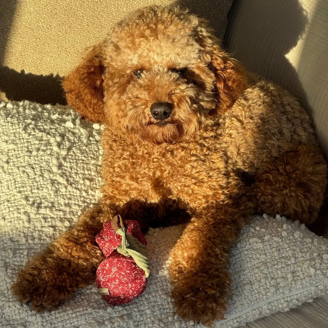 Lambwolf Cherry Pop // Activity toy with balls with 'squeak'