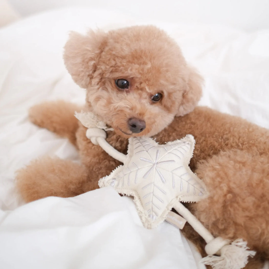 Lambwolf Holiday Star / Christmas toy with rope