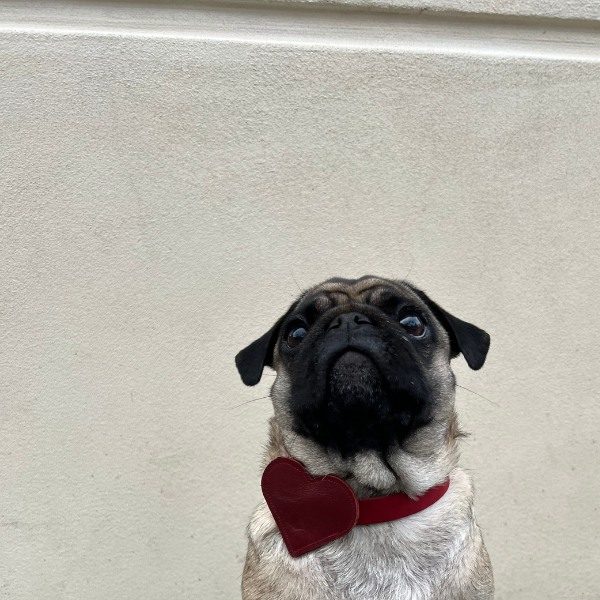 Bone & Bites, Vega // Leather heart for collar