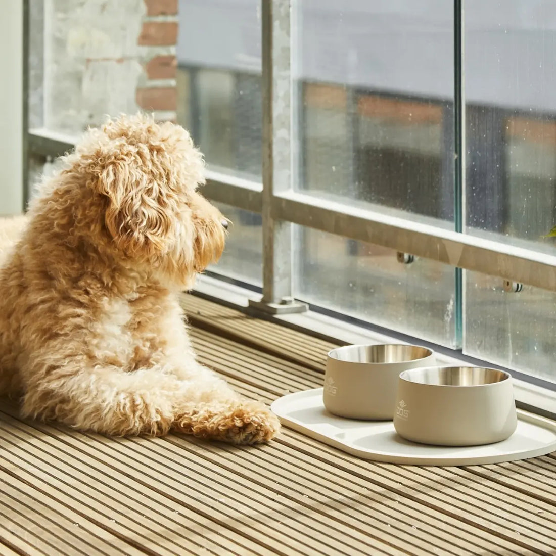 Dog Copenhagen Vega // Non-slip stainless steel dog bowl (beige)