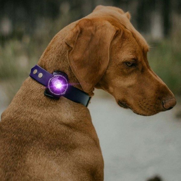 Orbiloc dog dual // Waterproof and impact-resistant dog light (purple)