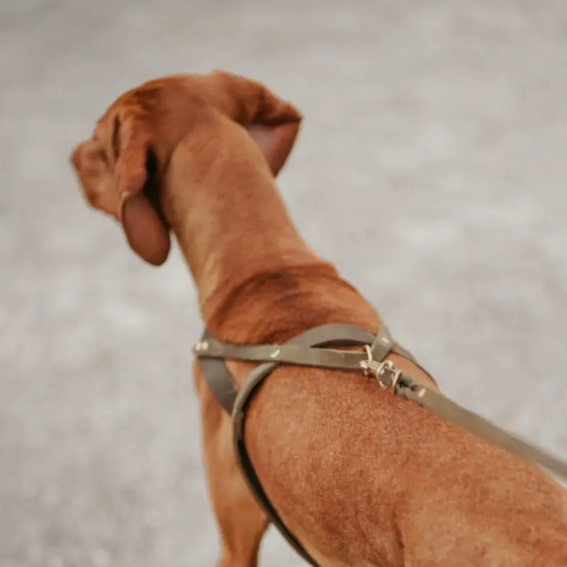Butter Olive // Classic dog harness in soft leather (olive green)