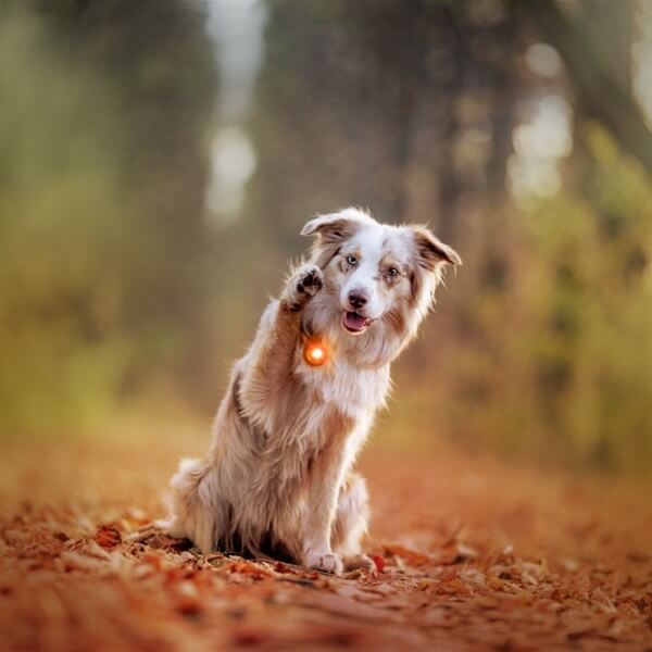 Orbiloc dog dual // Waterproof and impact-resistant dog light (amber)