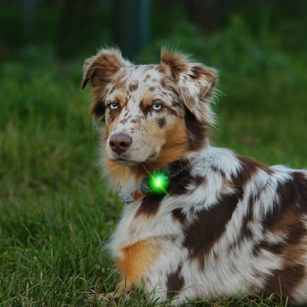 Orbiloc dog dual // Waterproof and impact-resistant dog light (green)