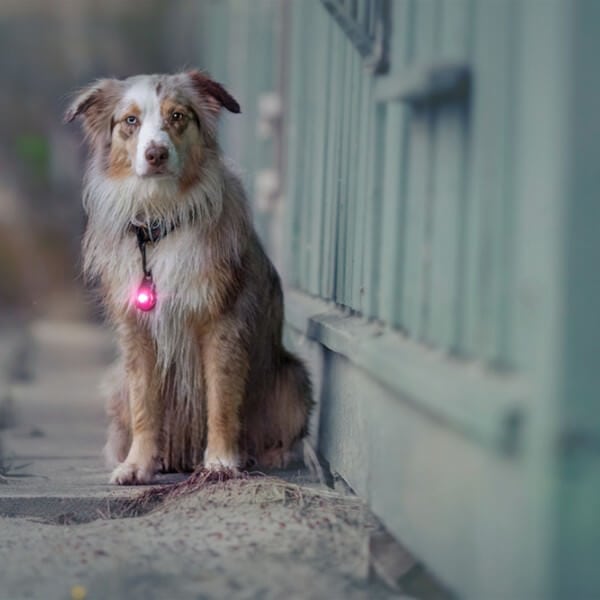 Orbiloc dog dual // Waterproof and impact-resistant dog light (pink)