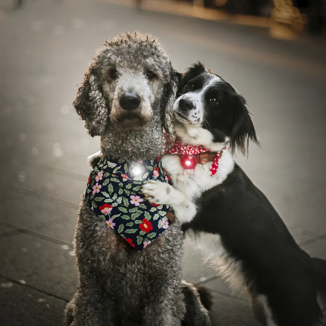 Orbiloc Dog Dual Twin // 2 dog lights (red & white)