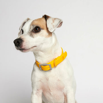Rose W. Collar // Slidstærkt hundehalsbånd (gul)