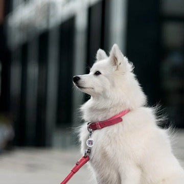 Waudog // Round-stitched leather collar (pink)