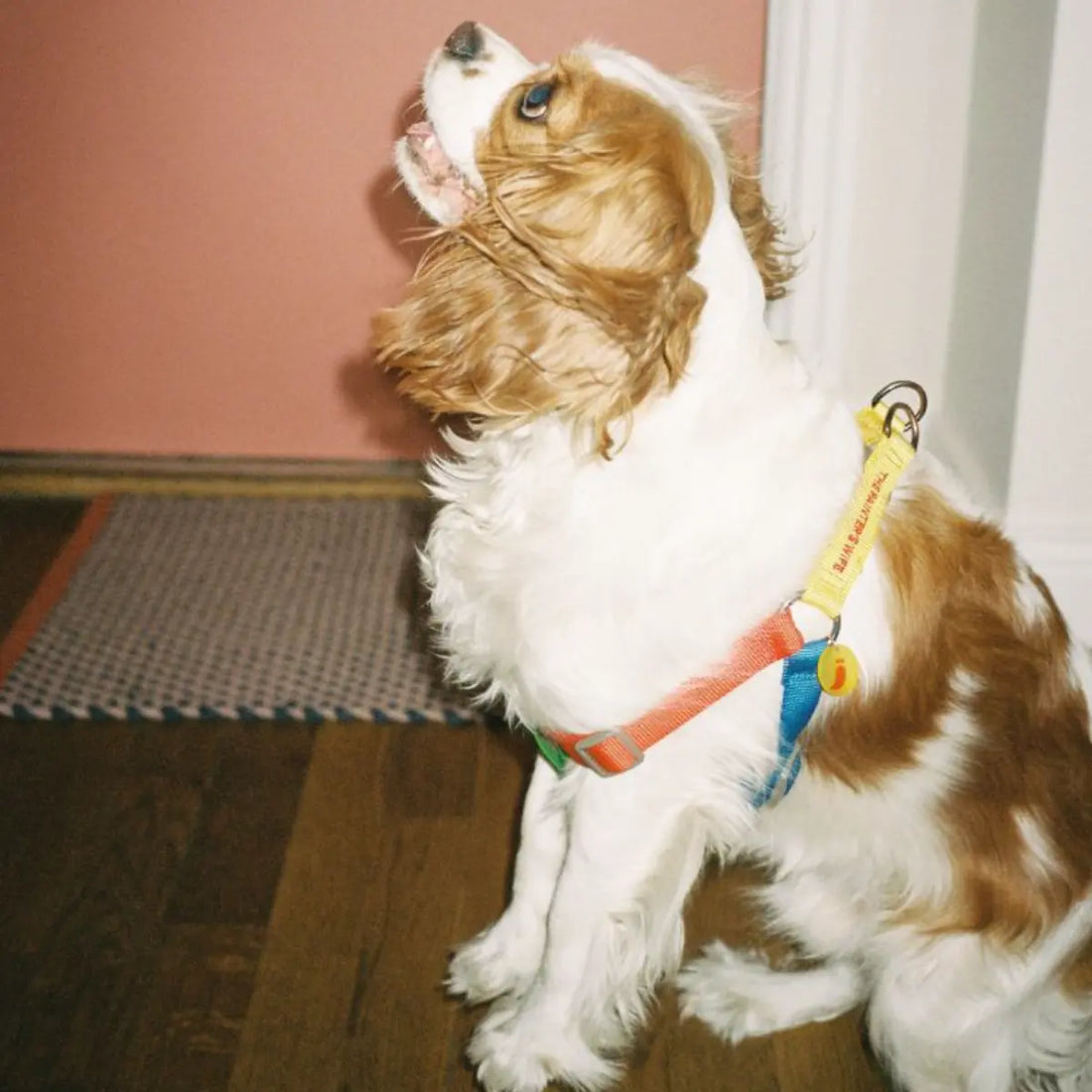Sonia Mimosa // Colorful step-in dog harness (Kopier)