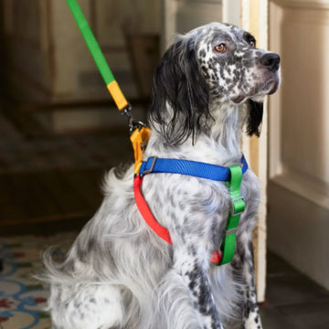 Sonia Mimosa // Colorful step-in dog harness (Kopier)