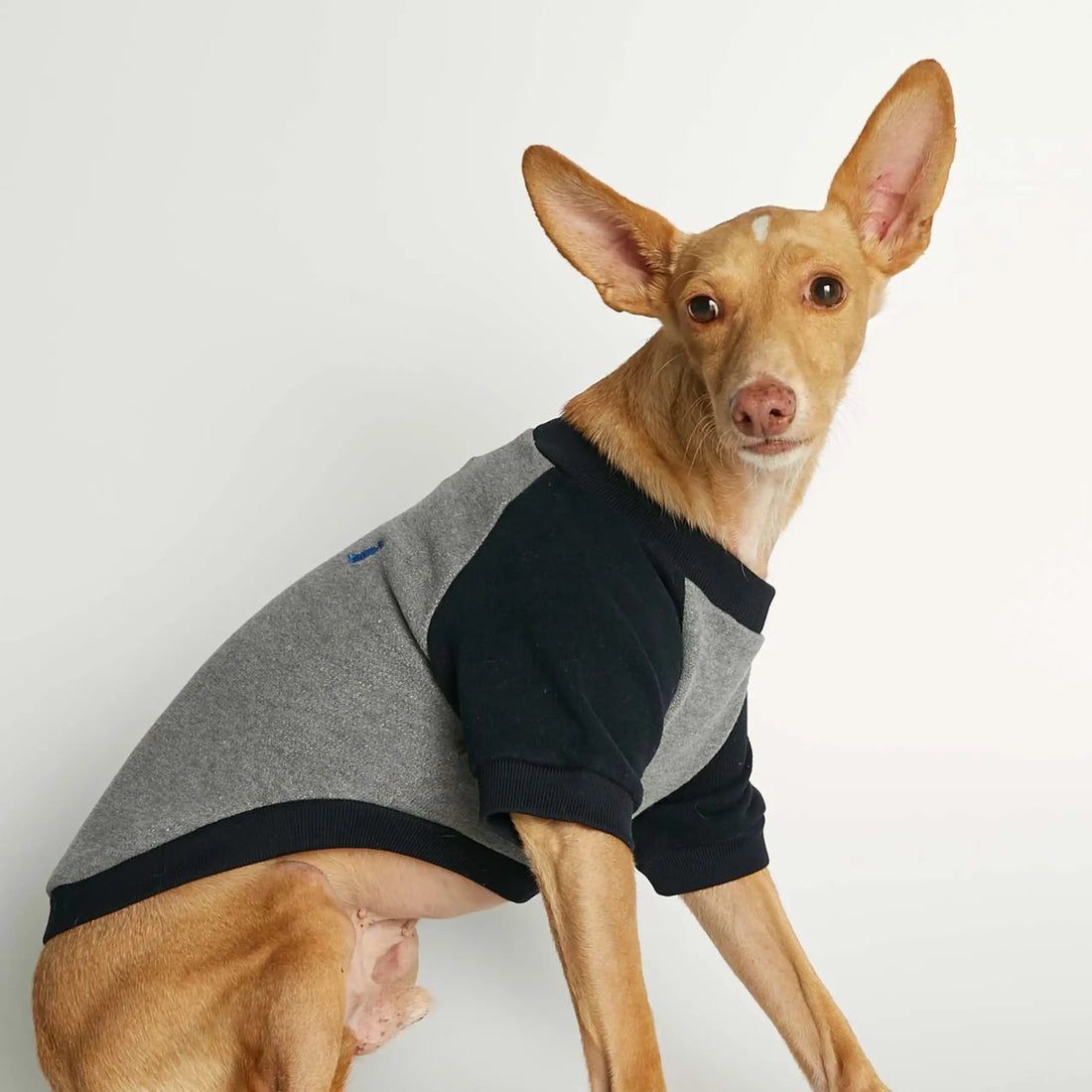 Blinky Sweatshirt // Dog sweater in organic cotton (gray/navy) Medium