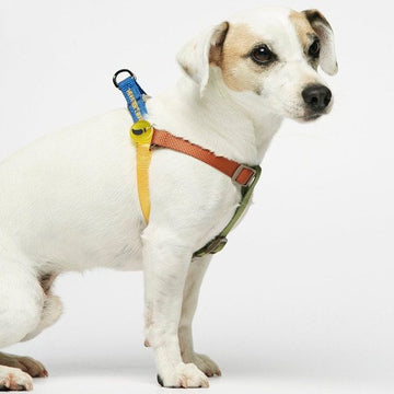 Sonia Mimosa // Colorful step-in dog harness