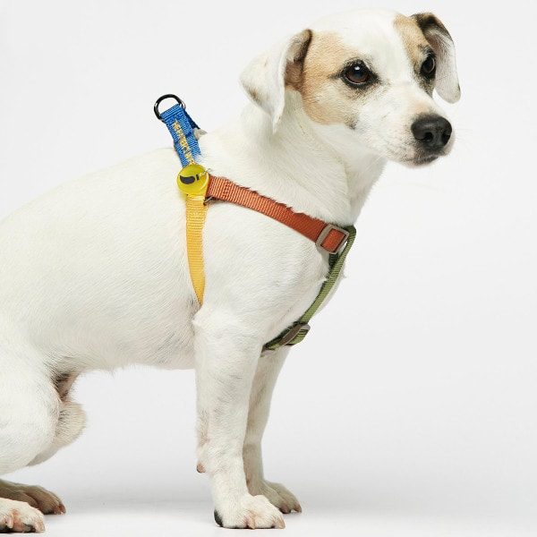 Sonia Mimosa // Colorful step-in dog harness