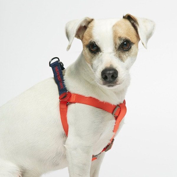 Sonia Vermilion // Colorful step-in dog harness