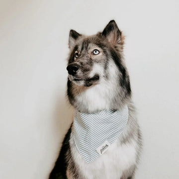 Breezy // Dog bandana with light blue herringbone
