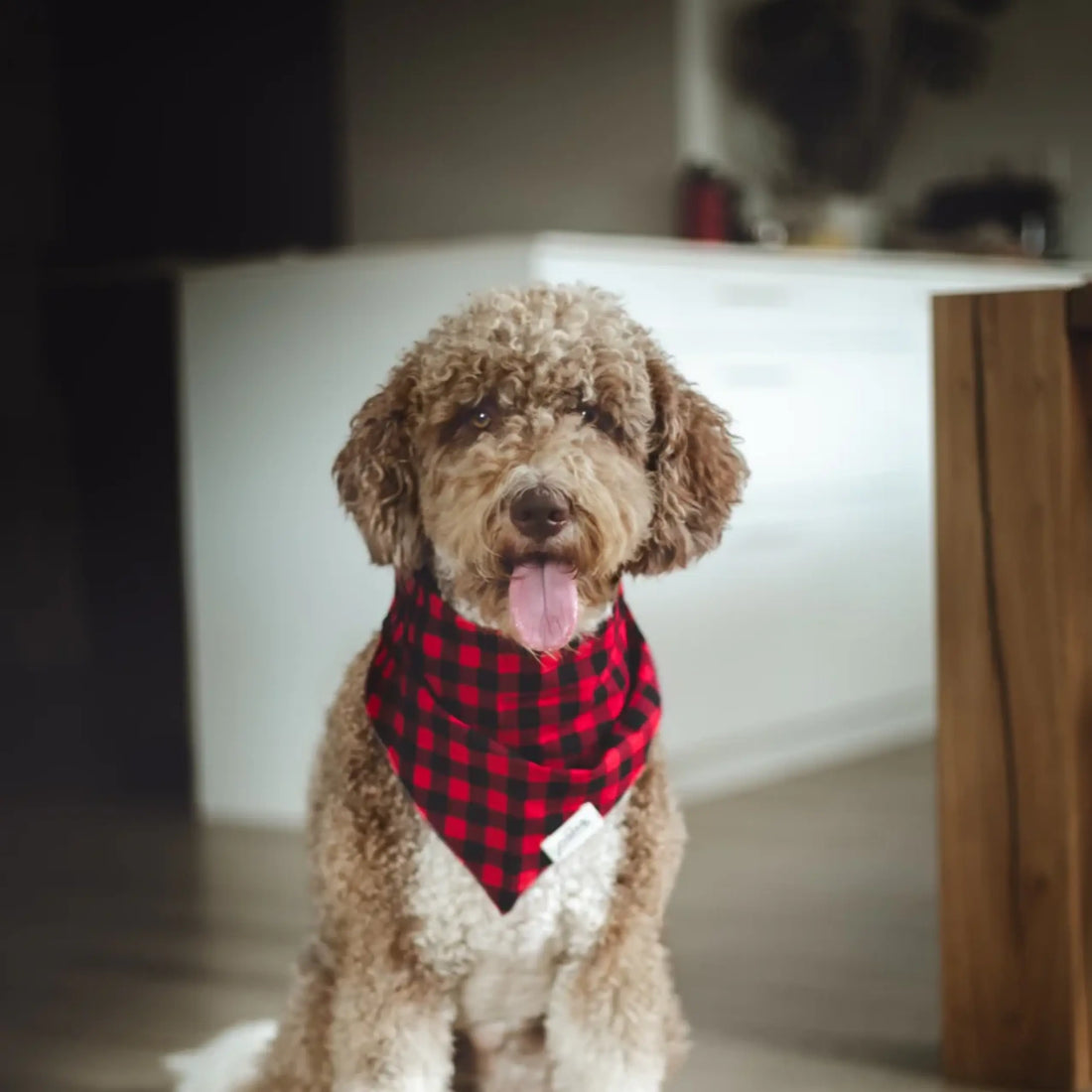 Classic Whiskey // Dog bandana in classic checks (red)