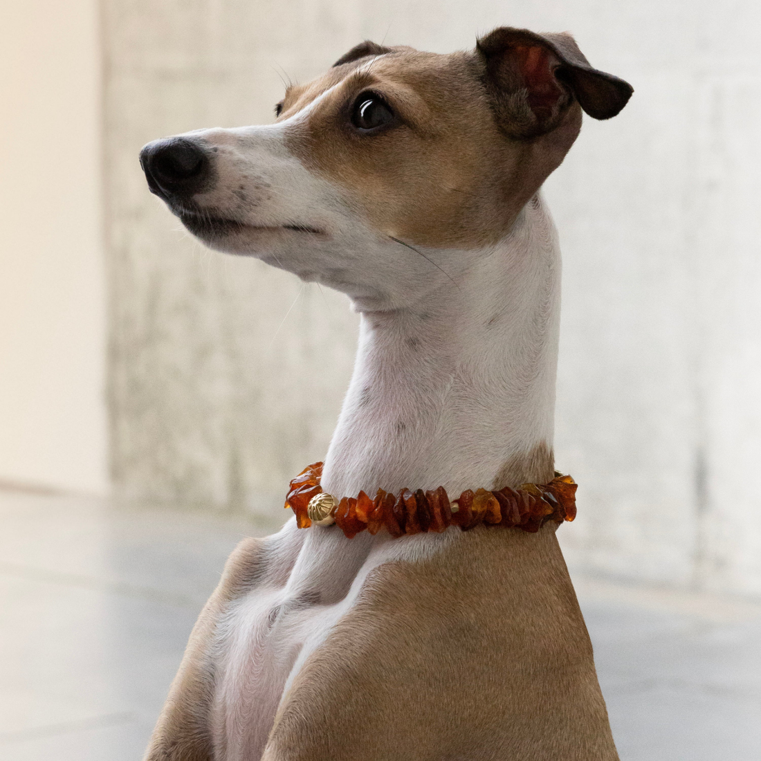 Unleash Cph Protection Necklace // Ravhalskæde til hunde