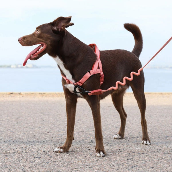 Zee.dog Canyon // Anti-pull harness for dogs (pink)
