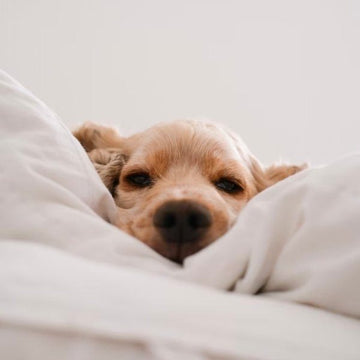 3 tips til at arbejde hjemme med en hundehvalp