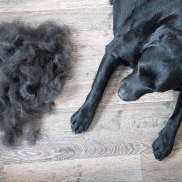 Min hund fælder - Hvad gør jeg?