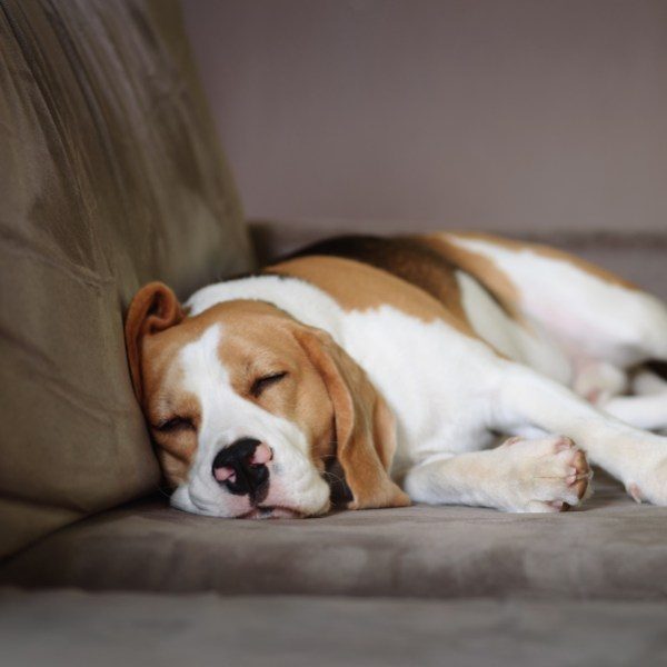 Adaptil eller Aptus Relax - hvad skal du vælge til din hund?