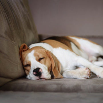 Adaptil eller Aptus Relax - hvad skal du vælge til din hund?