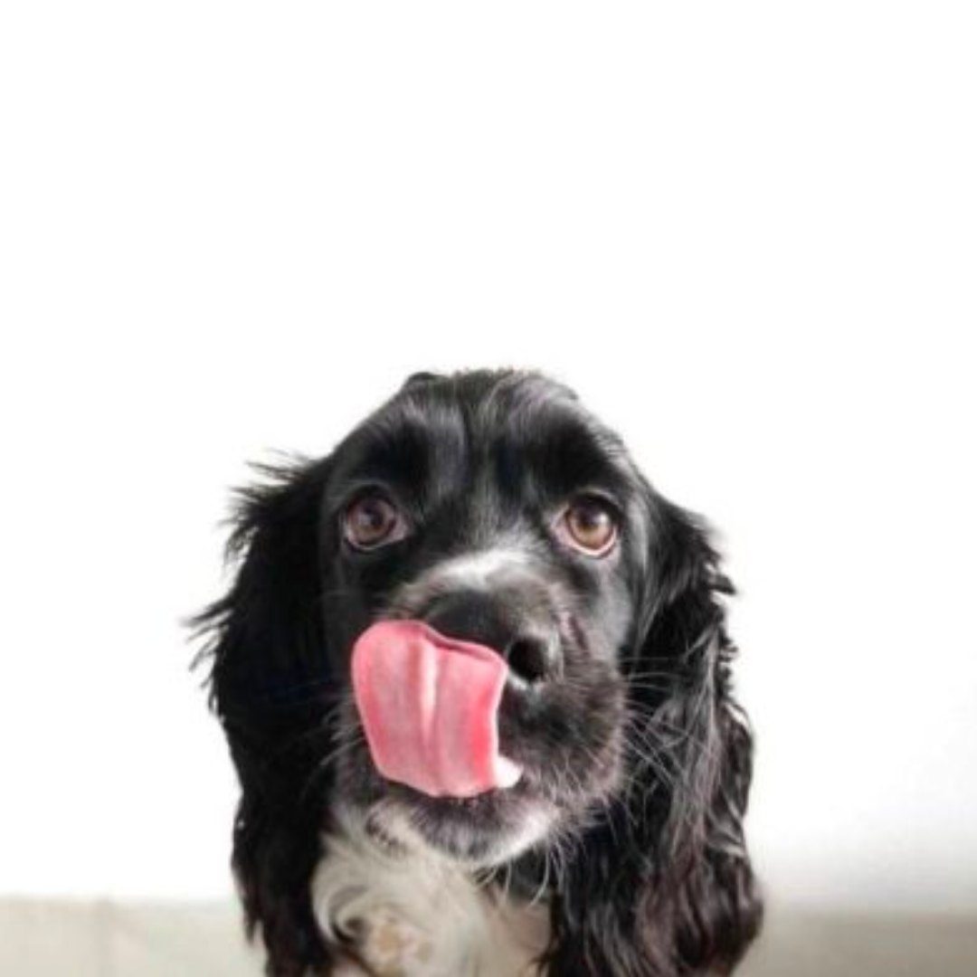 Julemad er ikke hundemad