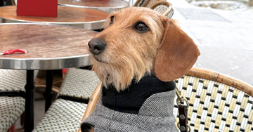 Sådan lærer du din hund at slappe af på café