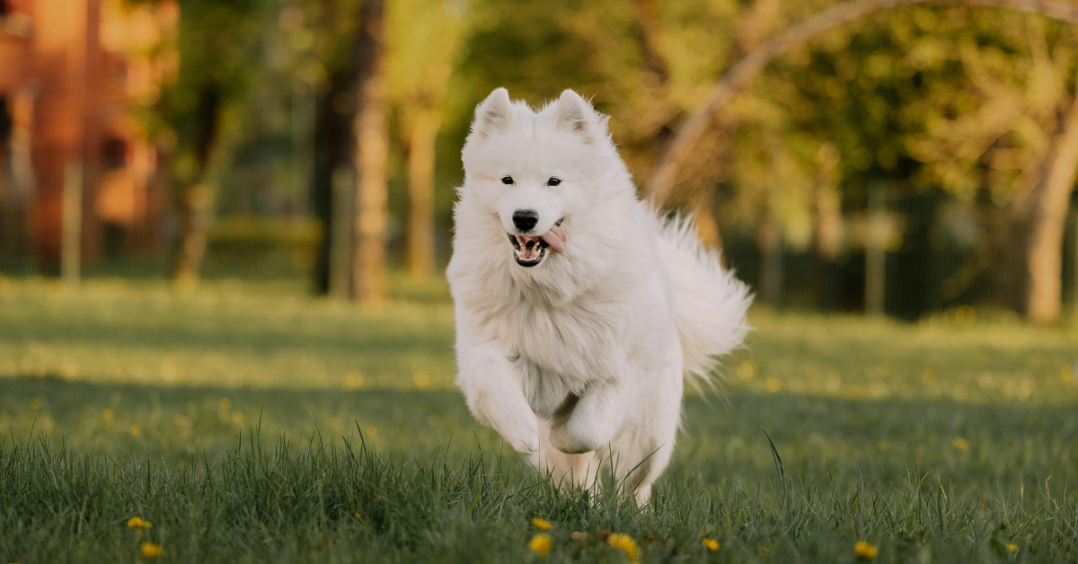 Hundeparker i København & omegn