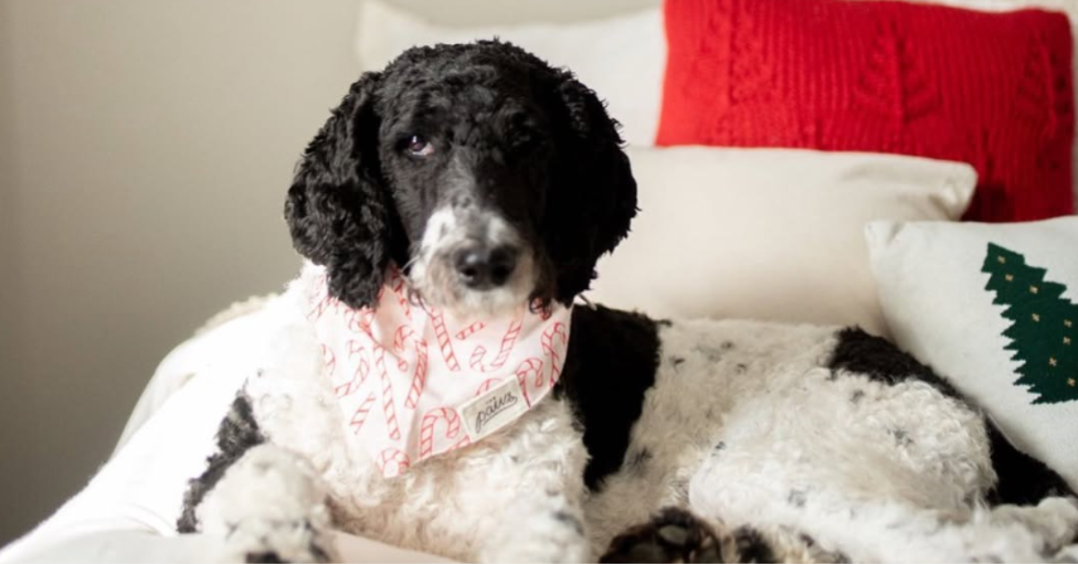 Juleprodukter til din hund