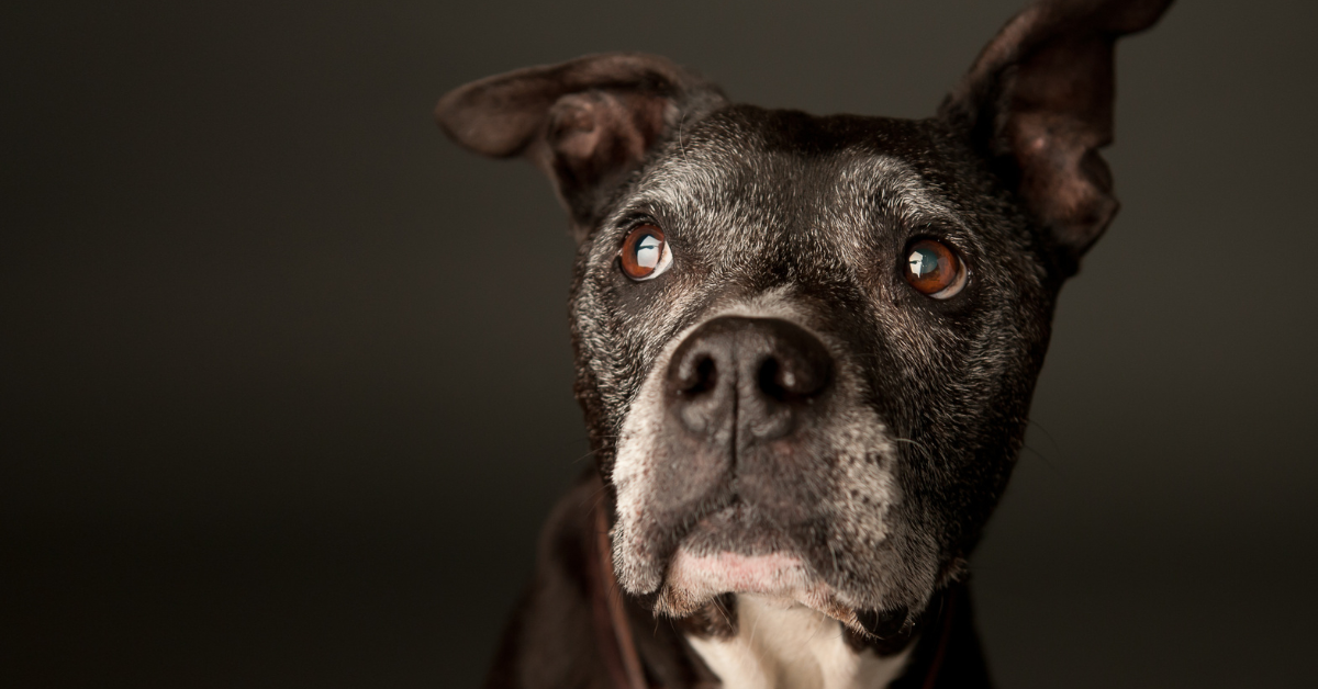 Guide til ledpleje for hunde
