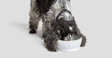 Find den rigtige hundeskål til din hund